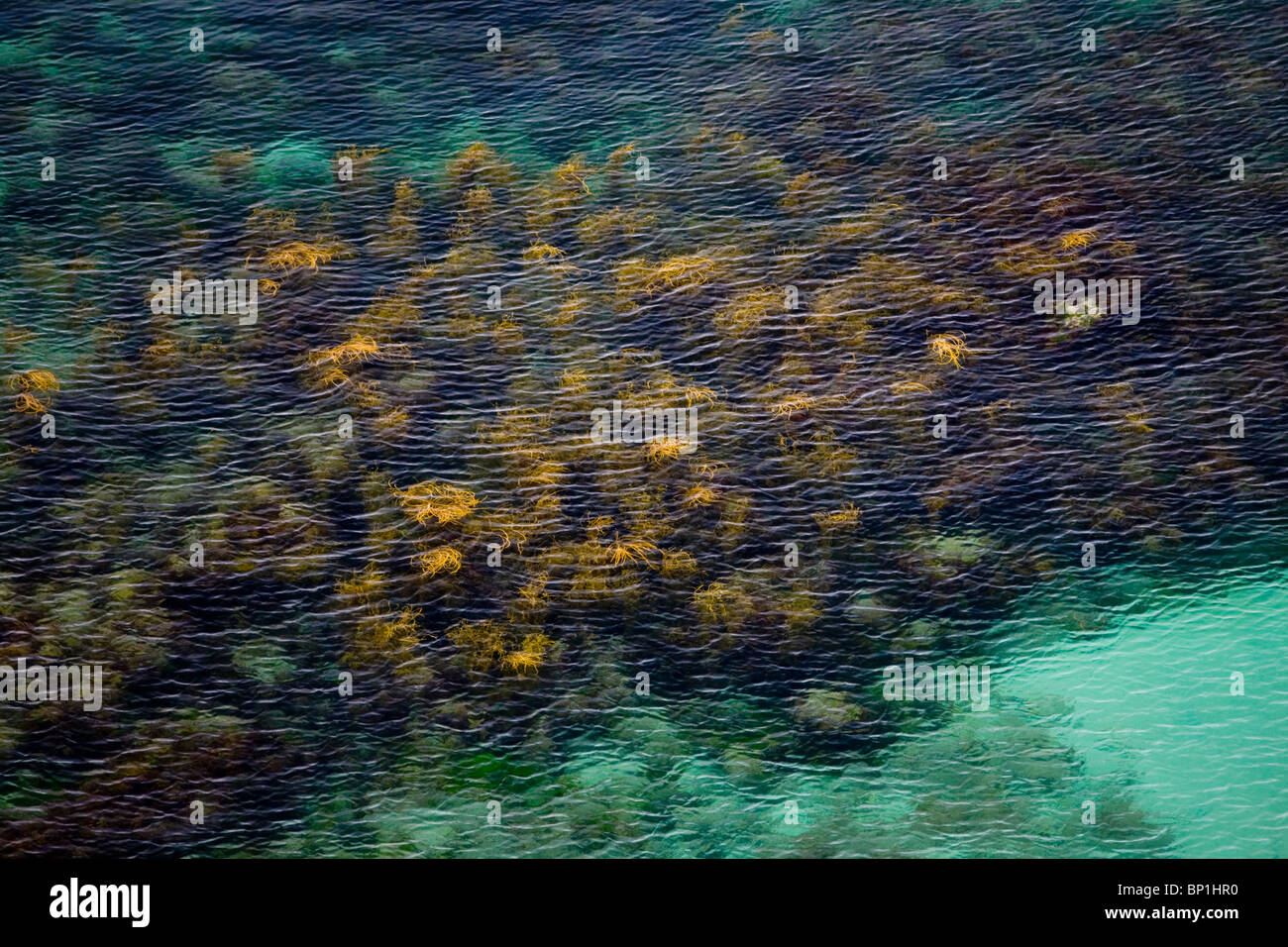 Im Sommer, ein Feld von Algen (Himanthalia Elongata) in den Gewässern der Iroise (Frankreich). Champ d'algues Marines de Mer d'Iroise. Stockfoto