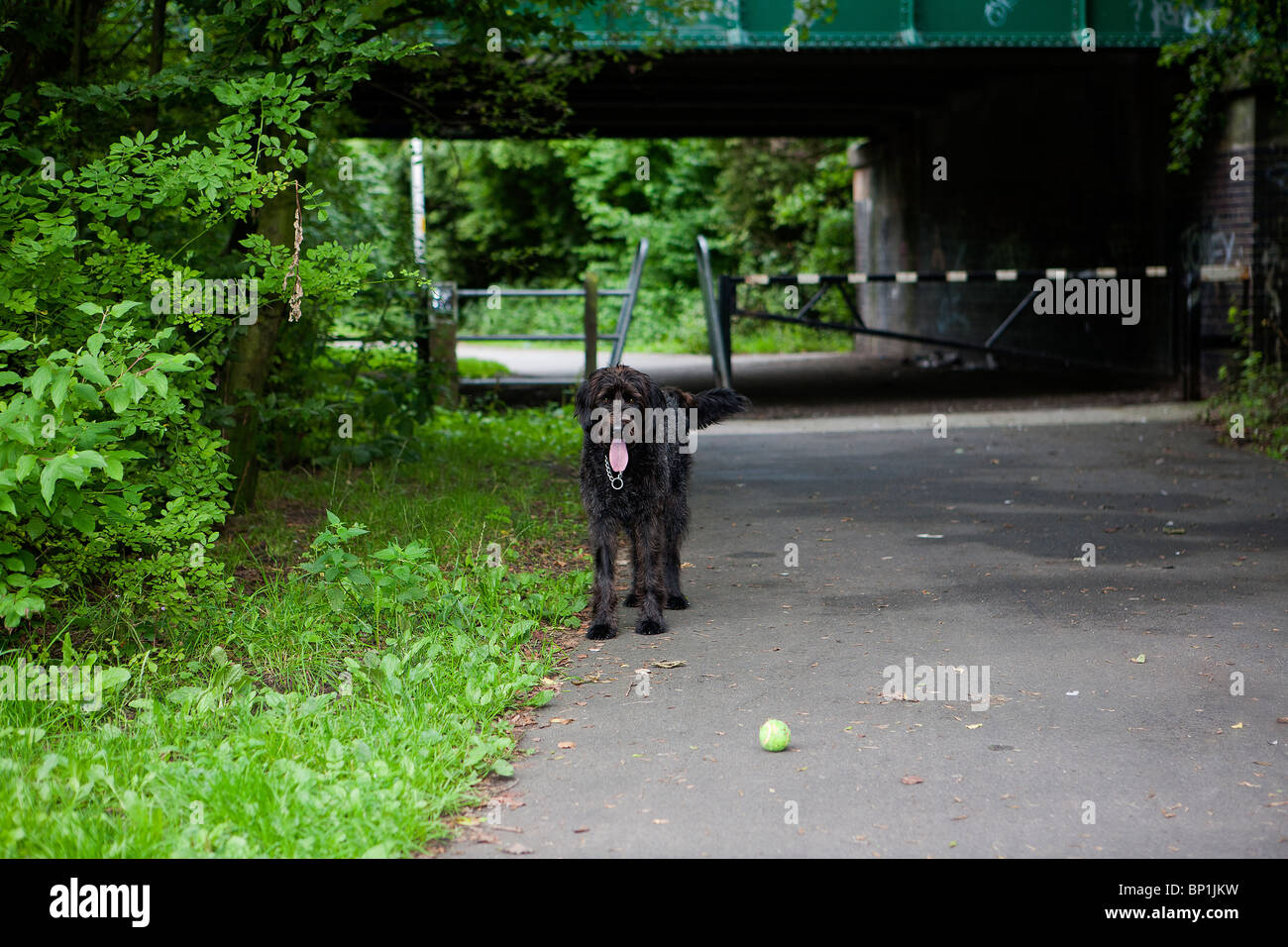 Ein schwarzer Labradoodle Welpen wartet auf seinen Besitzer abrufen einen Tennisball und werfen es auf dem Fußweg Stockfoto