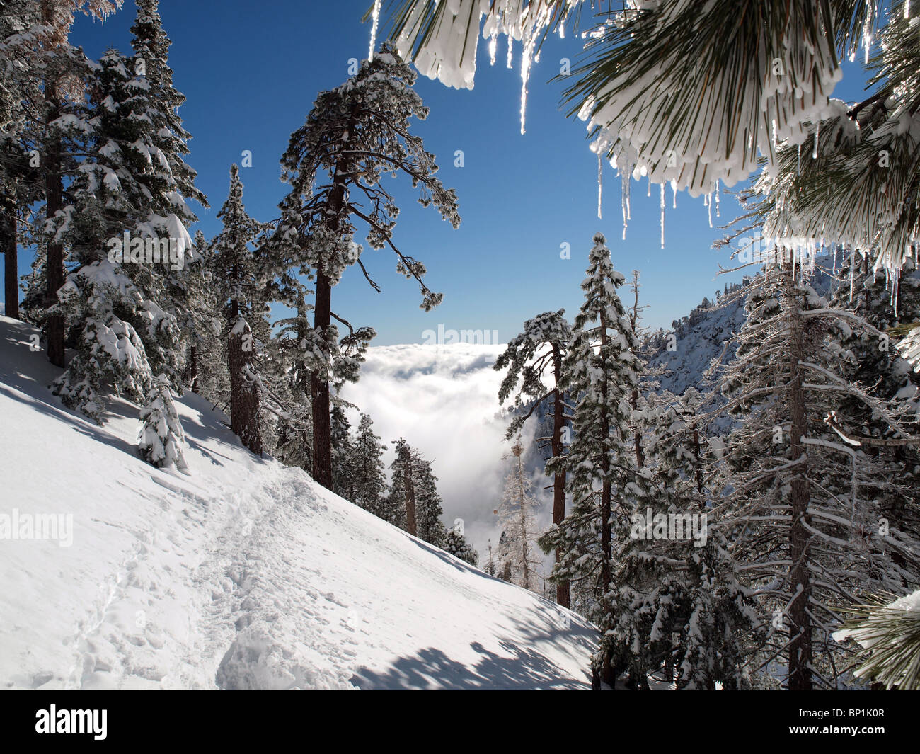 Schnee Schuh Pfad durch einen gefrorenen Berg-Wald. Stockfoto