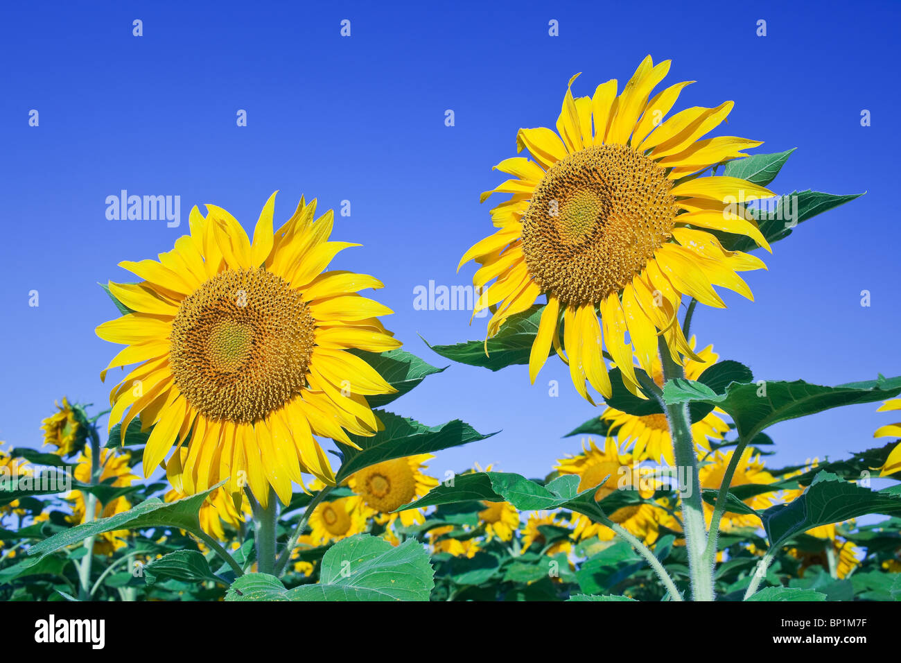 Sonnenblumen gegen blauen Himmel, Manitoba, Kanada Stockfoto