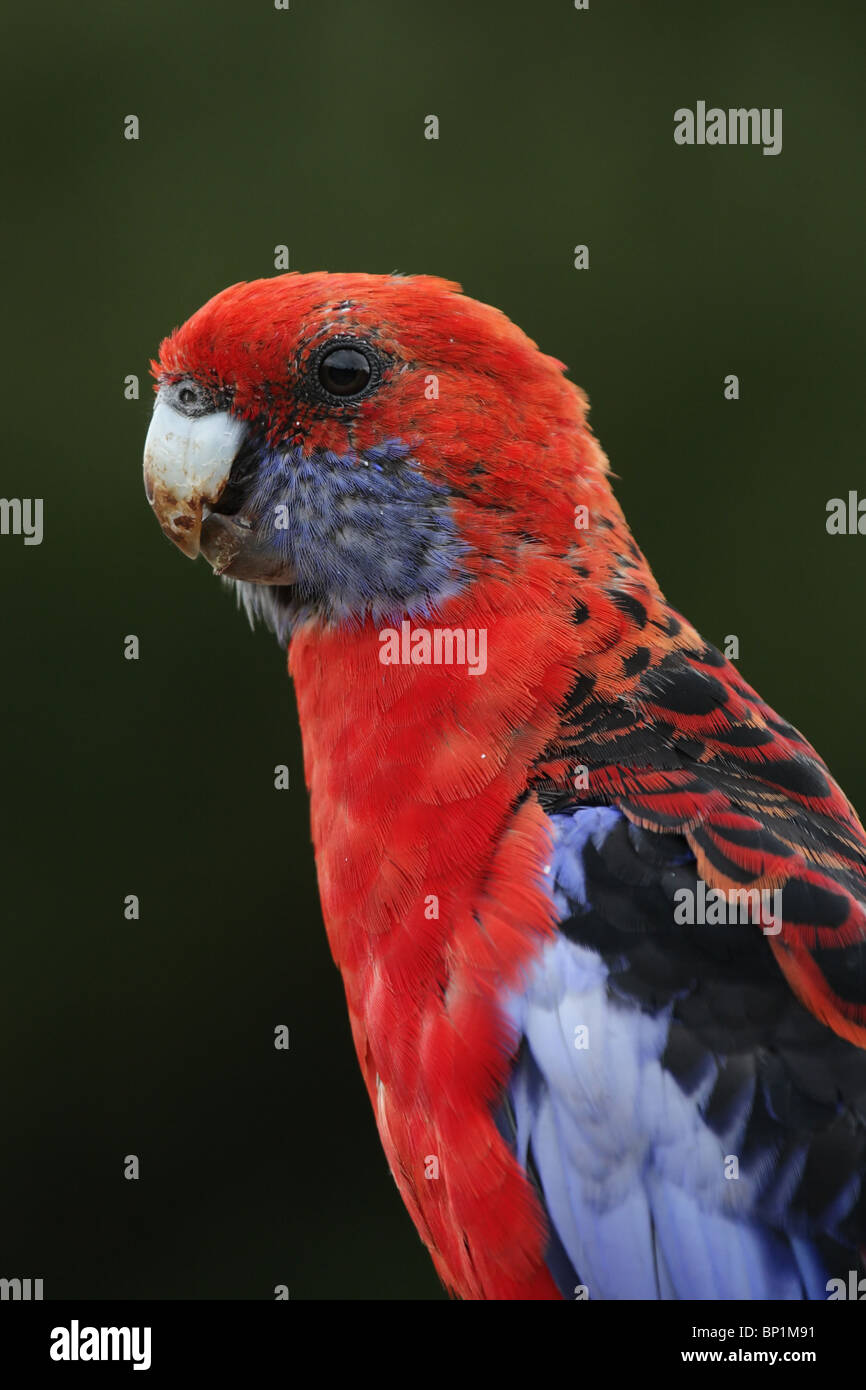 Pennantsittich (Platycercus Elegans) im Lamington Nationalpark, Queensland, Australien. Stockfoto