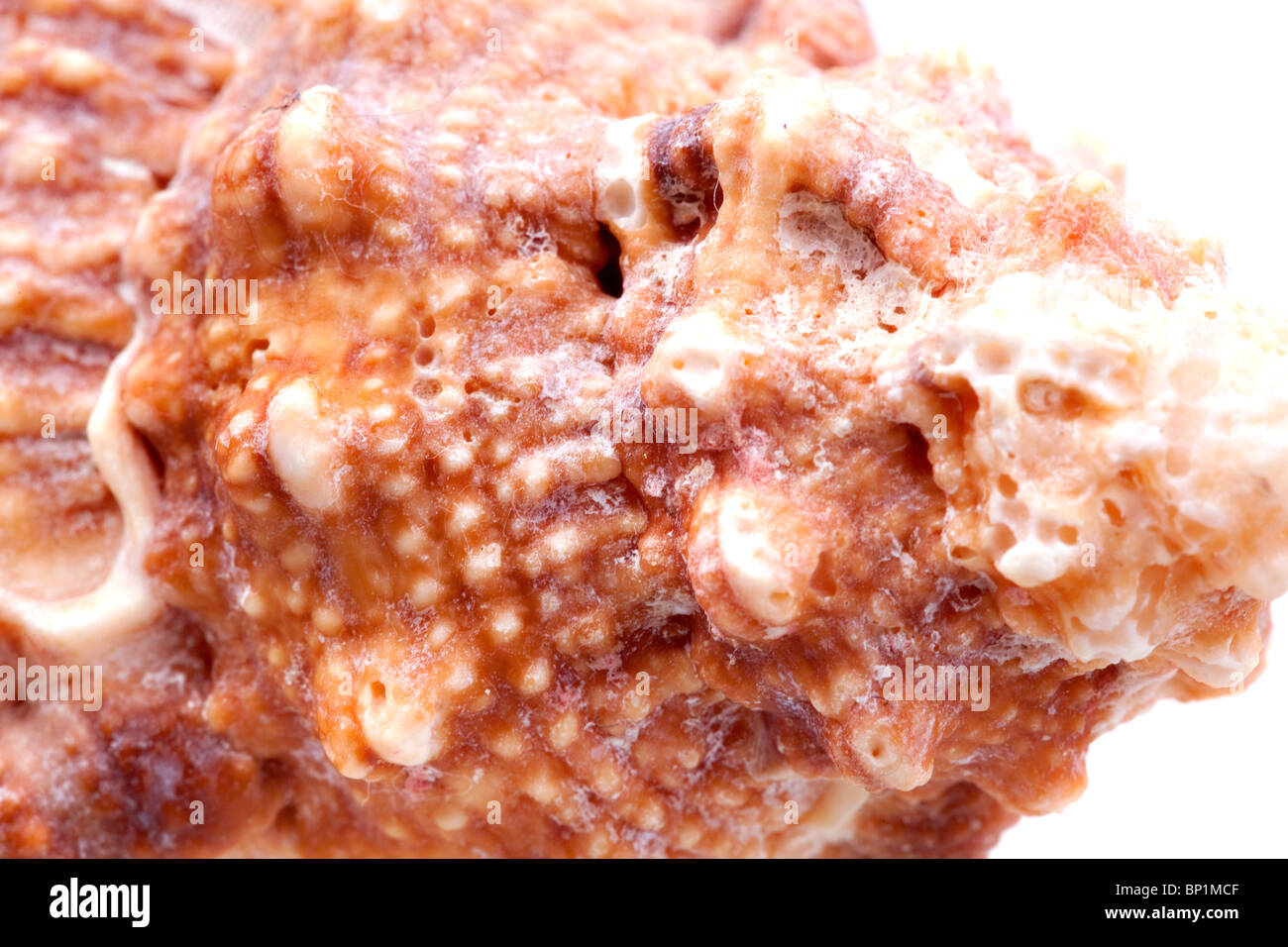 Muscheln, die isoliert auf weißem Hintergrund Stockfoto