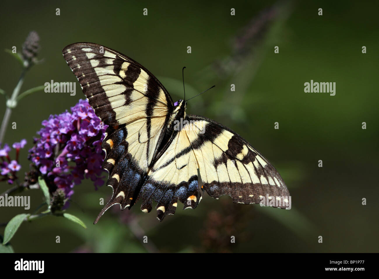 Ein Tiger Schwalbenschwanz-Schmetterling Papilio Glaucus, mit Flügeln Fütterung auf eine lila Blume Stockfoto