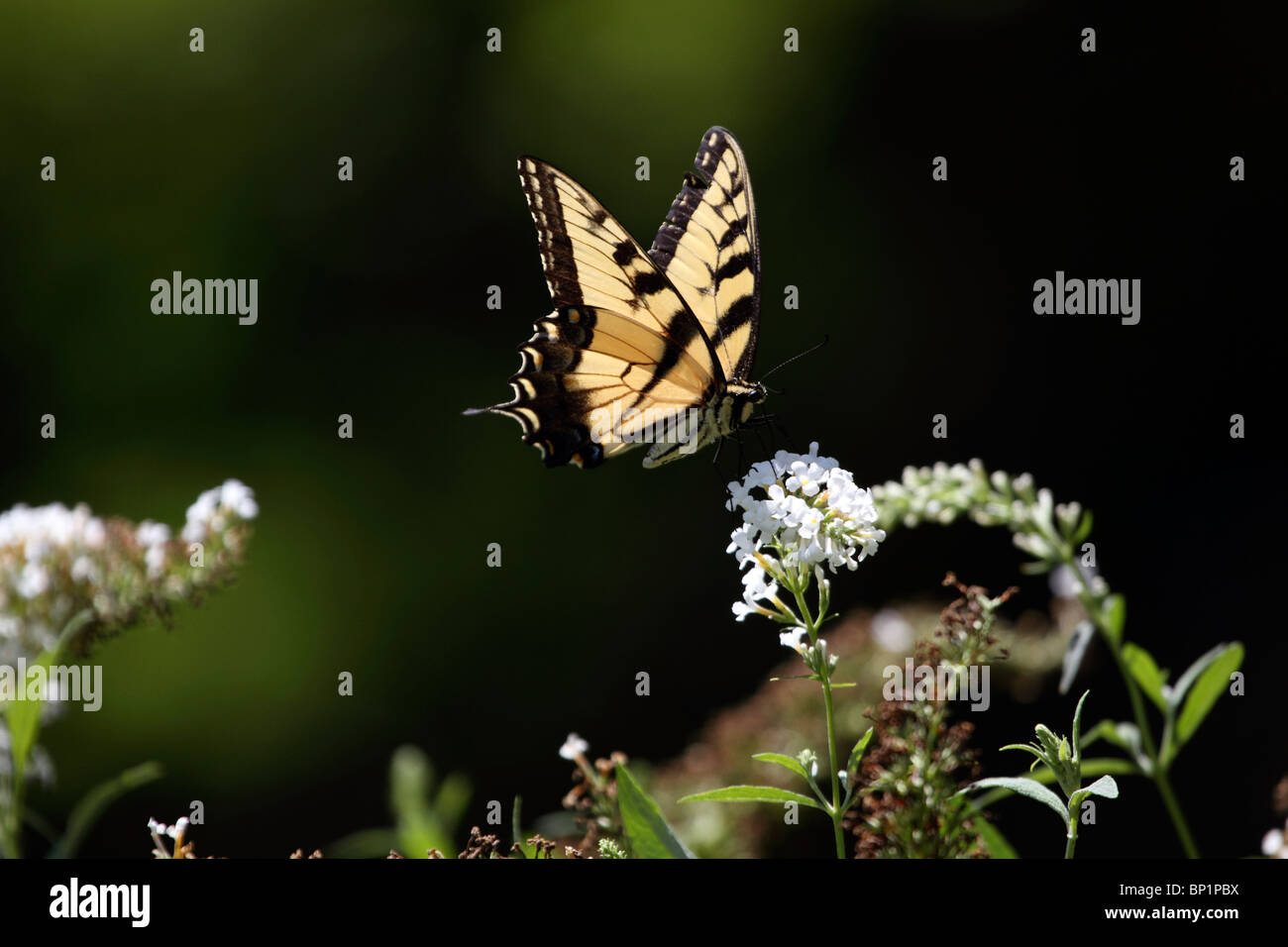 Ein Tiger Schwalbenschwanz Schmetterling Papilio Glaucus, Fütterung auf eine weiße Blume, New Jersey, USA, Nordamerika Stockfoto