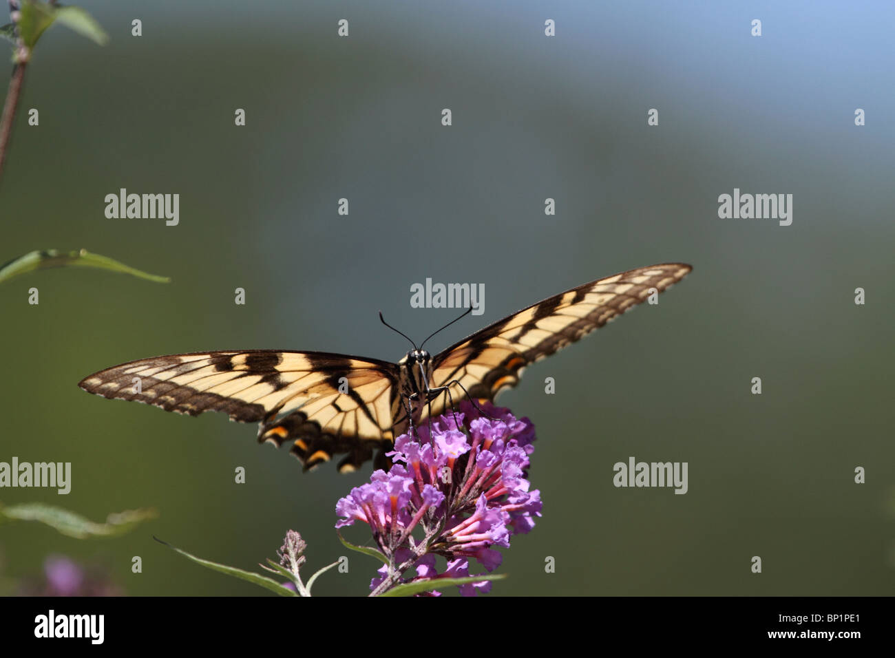 Ein Tiger Schwalbenschwanz-Schmetterling Papilio Glaucus, mit Flügeln zu verbreiten, Fütterung auf eine lila Blume aber bereit zum abheben Stockfoto