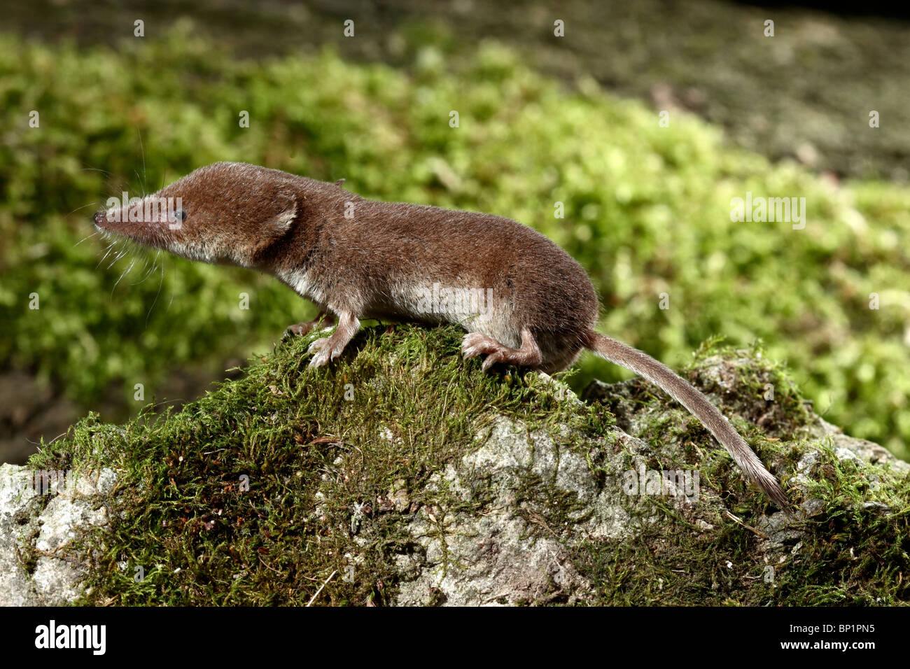 Allgemeine Spitzmaus, Sorex Araneus, einzelnes Tier, Midlands, August 2010 Stockfoto