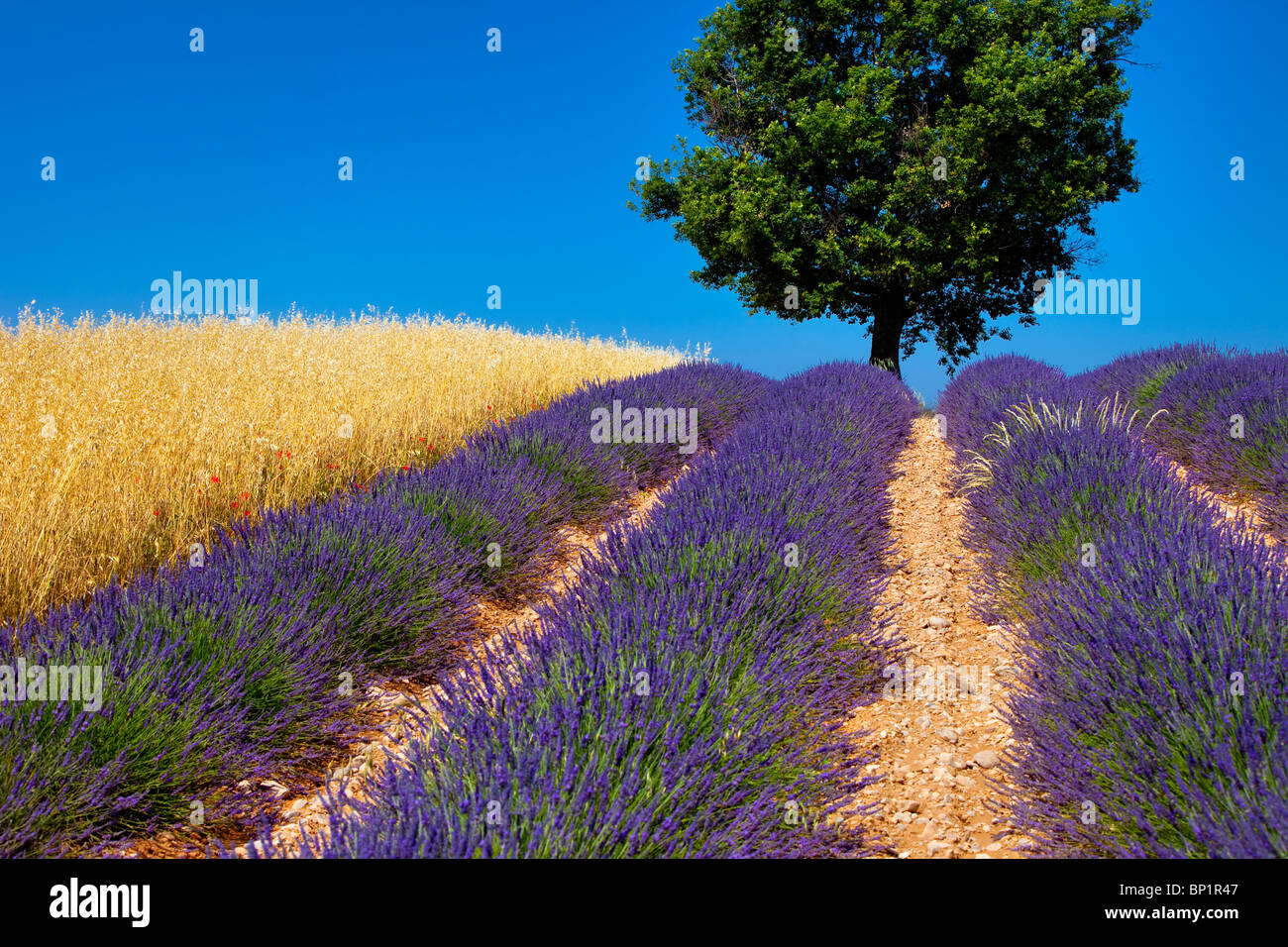 Einsamer Baum in einem Feld von Lavendel in der Nähe von Valensole, Provence Frankreich Stockfoto