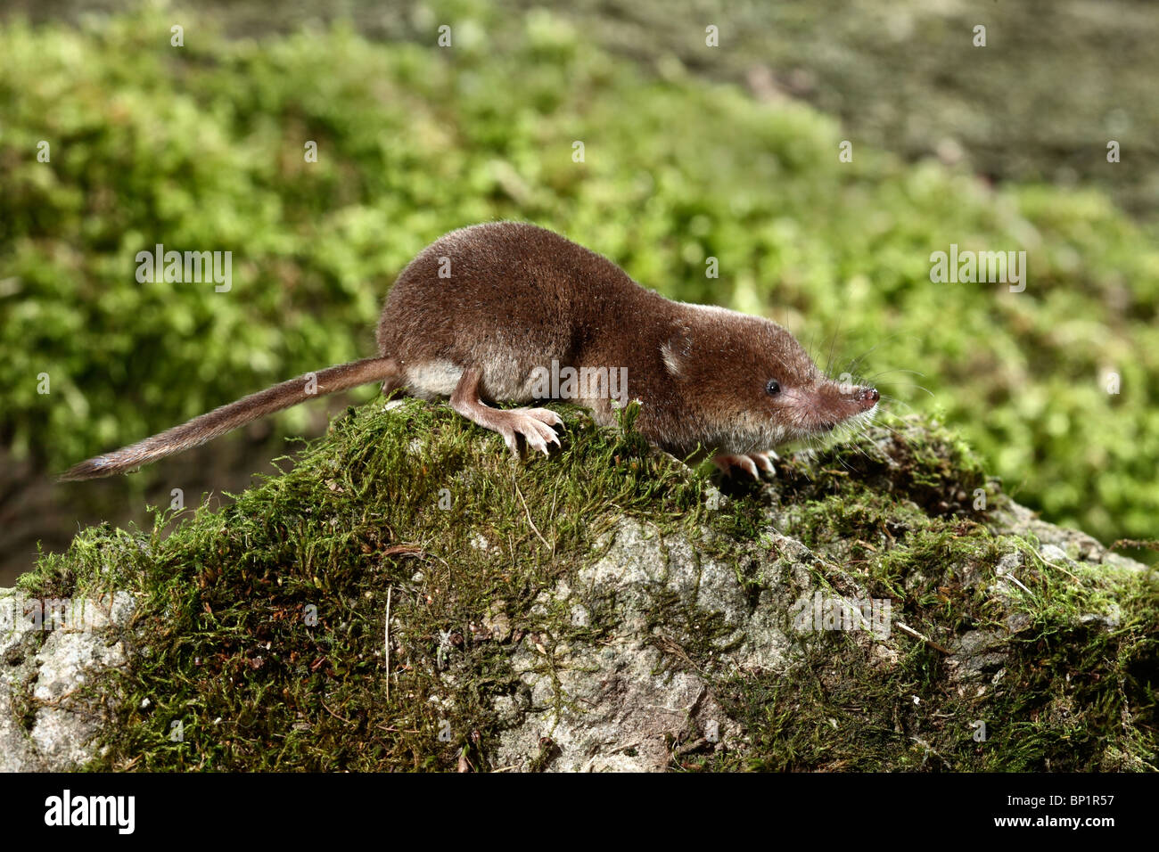 Allgemeine Spitzmaus, Sorex Araneus, einzelnes Tier, Midlands, August 2010 Stockfoto