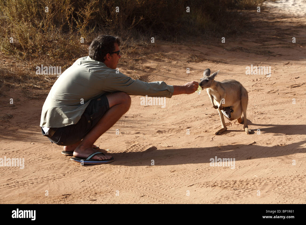 Ein Mann Fütterung ein Känguru, Exmouth, Australien Stockfoto