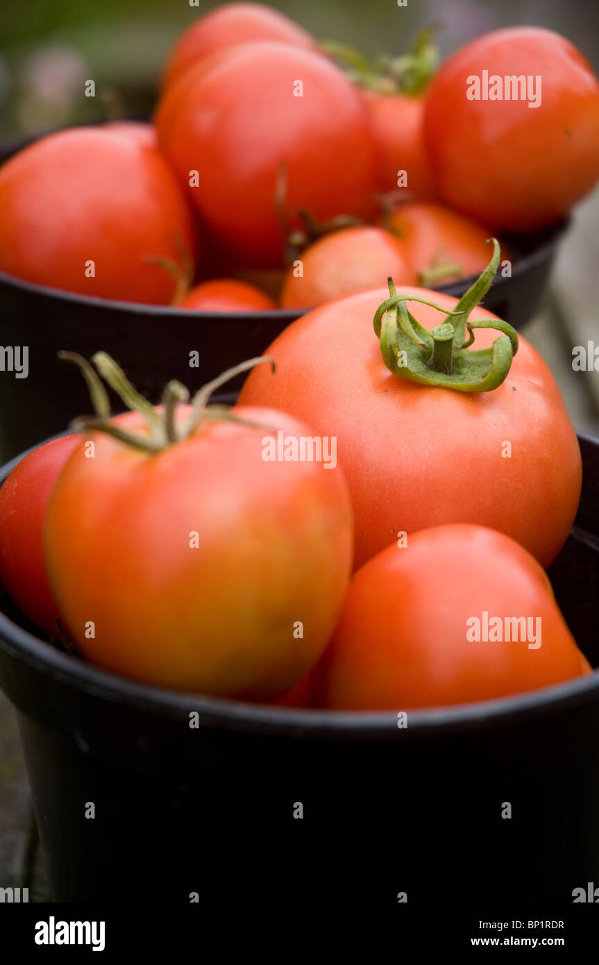 Frisch gepflückt selbst angebauten Bio Tomate Tomaten in schwarzen Wannen Stockfoto