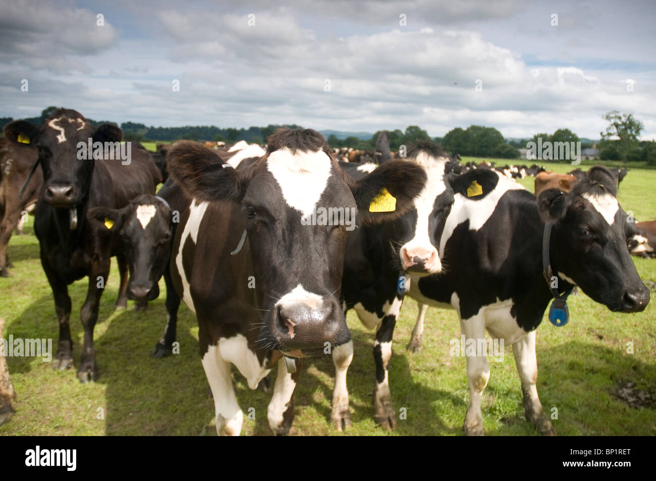 Schwarz / weiß Kühe in einem grünen Feld im Carmrthenshire Wales, UK Stockfoto