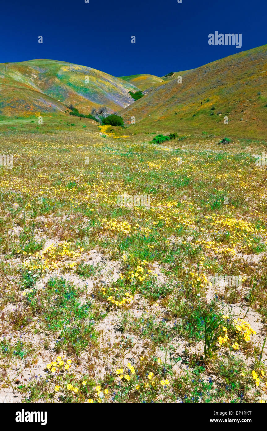 Wildblumen in den Tehachapi-Bergen, Angeles National Forest, Kalifornien Stockfoto