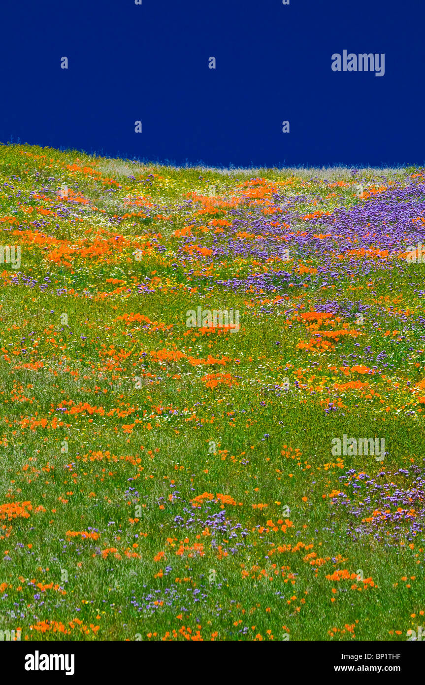 Wildblumen in den Tehachapi-Bergen, Angeles National Forest, Kalifornien Stockfoto