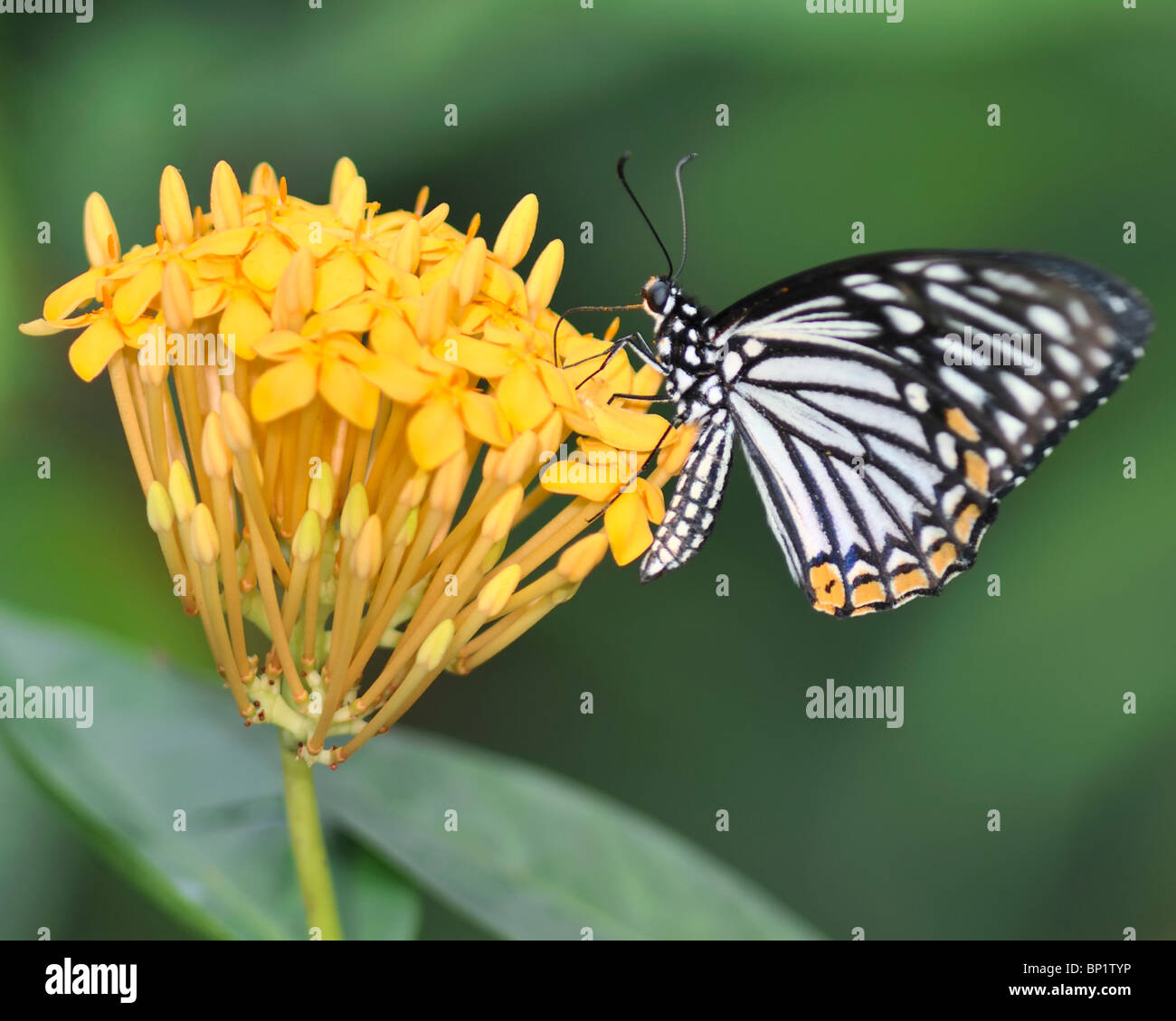 Gemeinsame Mime Schmetterling fliegen und Fütterung auf eine gelbe Ixora Blume Pflanze - Chilasa Clytia Clytia Stockfoto