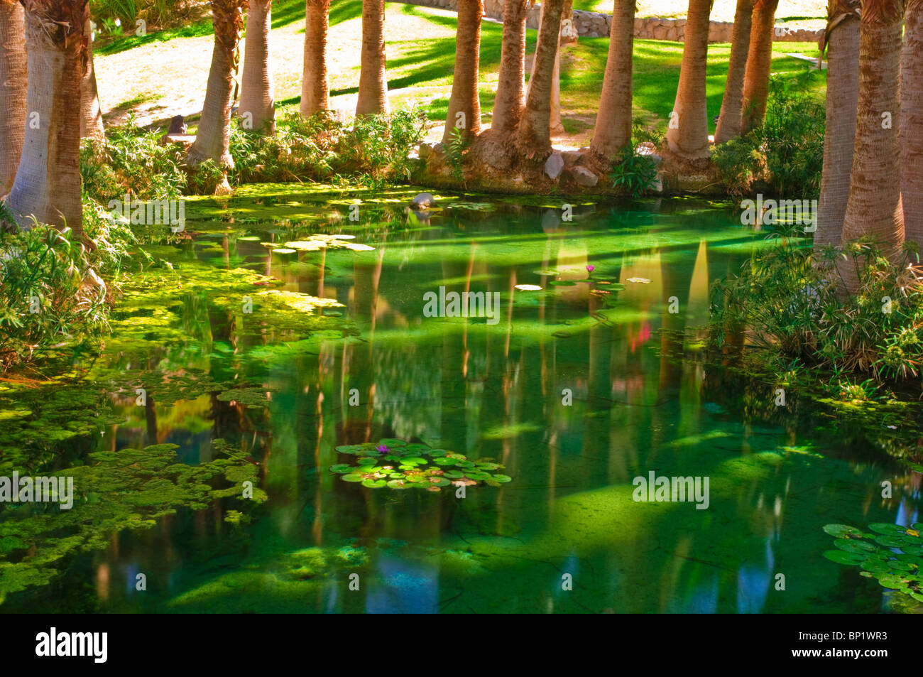 Palmen und Teich bei Furnace Creek Inn, Death Valley National Park. California Stockfoto