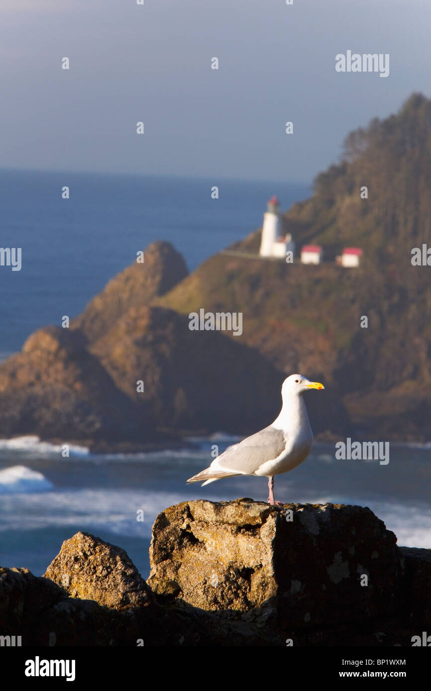 Oregon, Vereinigte Staaten von Amerika; Ein Vogel sitzt auf einem Felsen mit Heceta Head Leuchtturm im Hintergrund Stockfoto