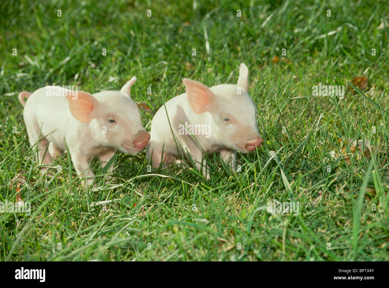 Zwei weiße Ferkel spielen zusammen in der Wiese Stockfoto