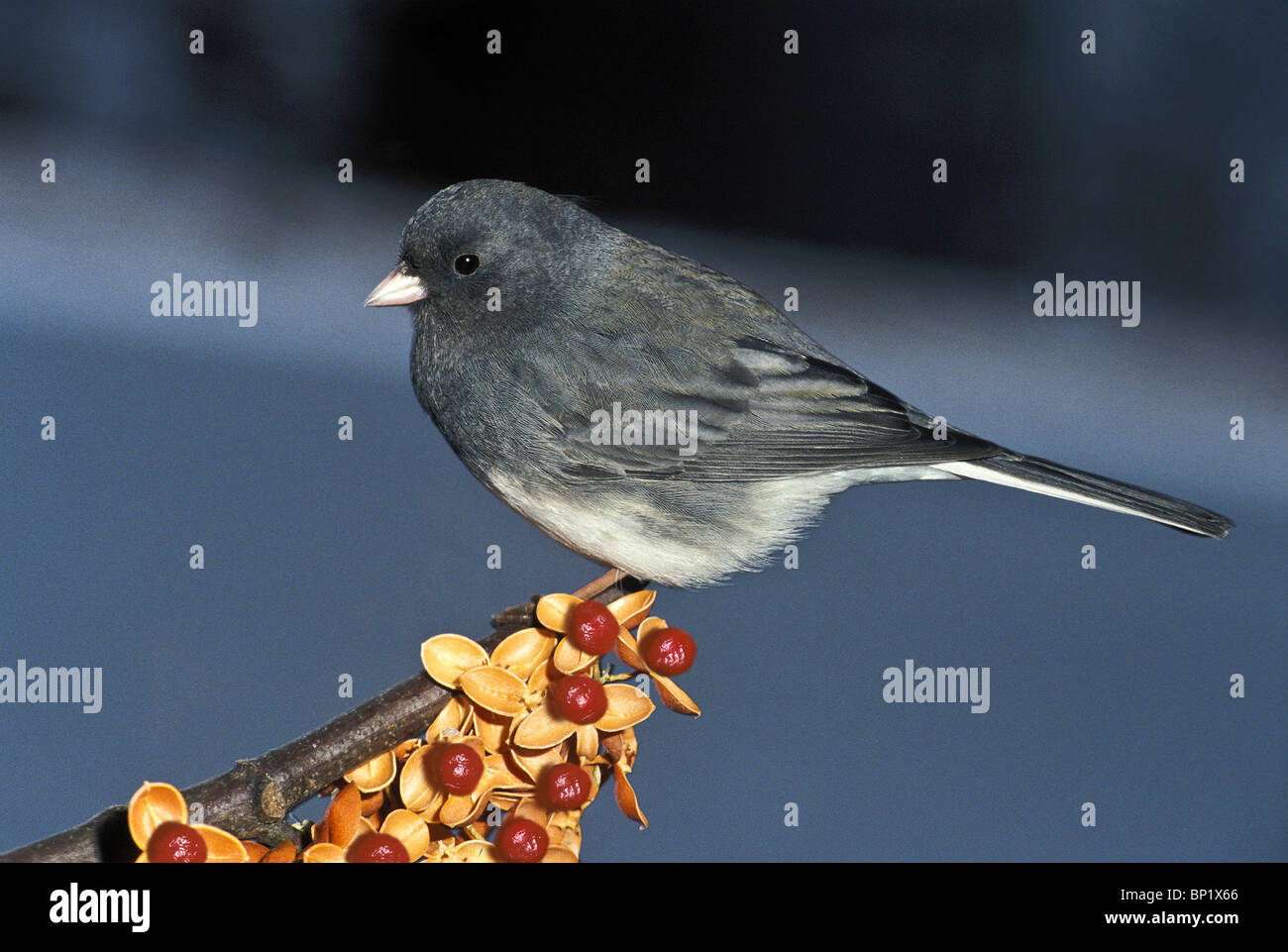 Junco Hyemalis thront auf Zweig der bittersüße Beeren in spät fallen Stockfoto