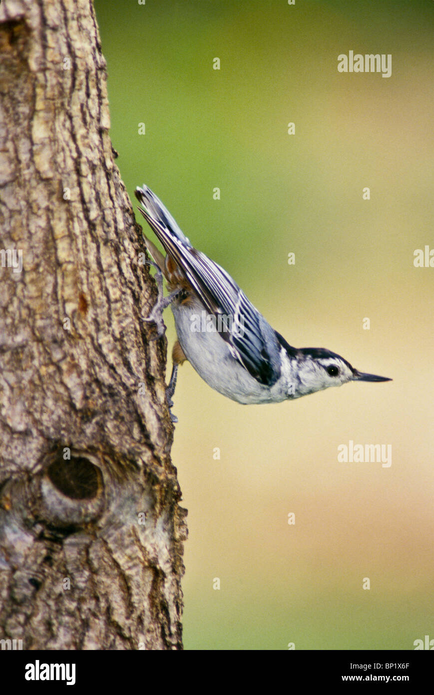 Weiße Breasted Kleiber (Sitta Carolinensis) in einem klassischen stellen einen Baum hinunter und dann biegt um uns sehe oben und außen, Midwest Stockfoto