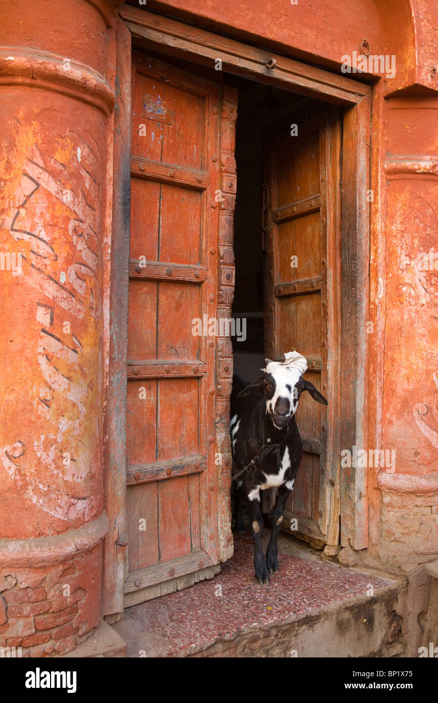 Ziege in Tür, Agra, Uttar Pradesh, Indien Stockfoto