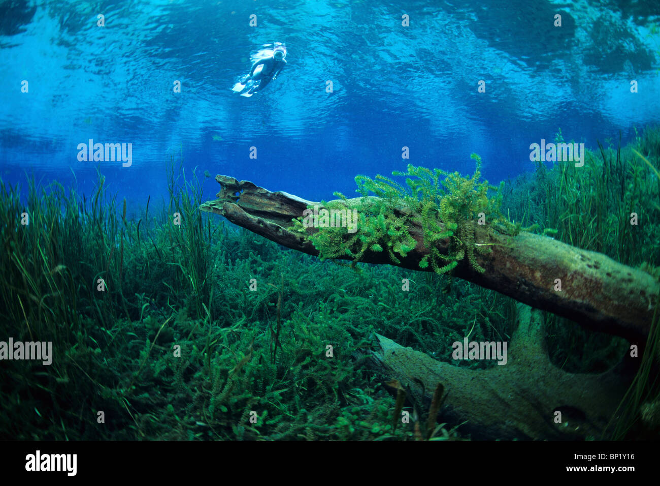 Impressionen der Rainbow River, Rainbow River, Florida, USA Stockfoto