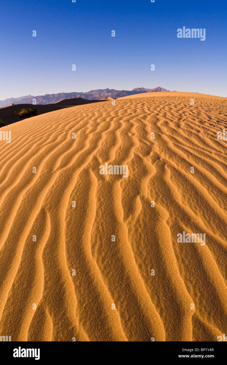 Abendlicht auf Düne Muster, Mesquite flache Sanddünen, Death Valley National Park. California Stockfoto