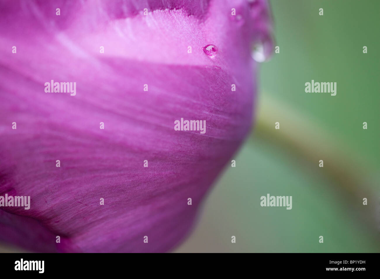 Tulpe Blüte hautnah in abstrakte Stilleben nach Regen Stockfoto