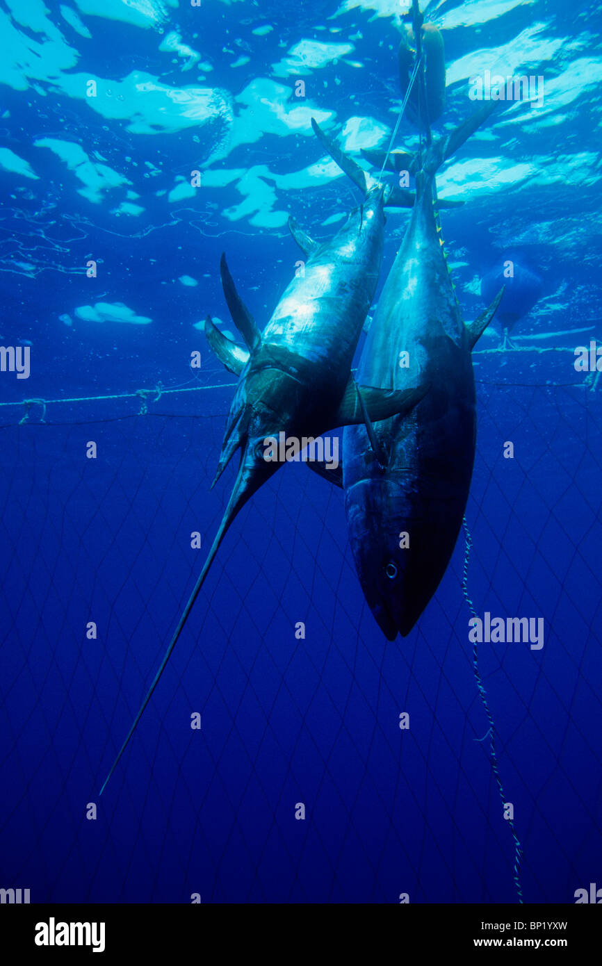 Bluefin Thunfisch und Schwertfisch Angeln, Thunnus Thynnus, Xiphias Gladius, Sardinien, Italien Stockfoto