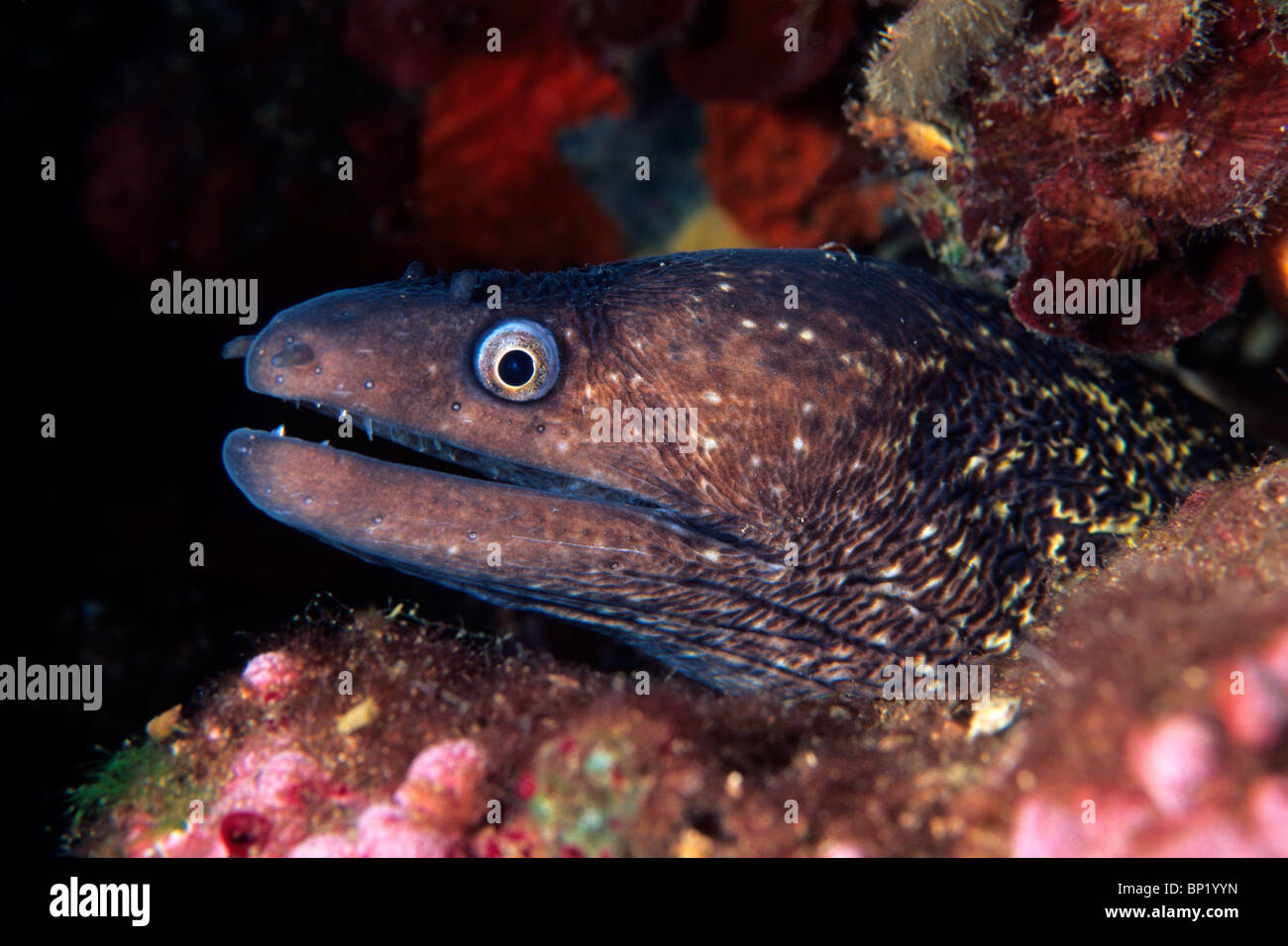 Mediterrane Mory Aal, Muraena Helena, Sardinien, Italien Stockfoto