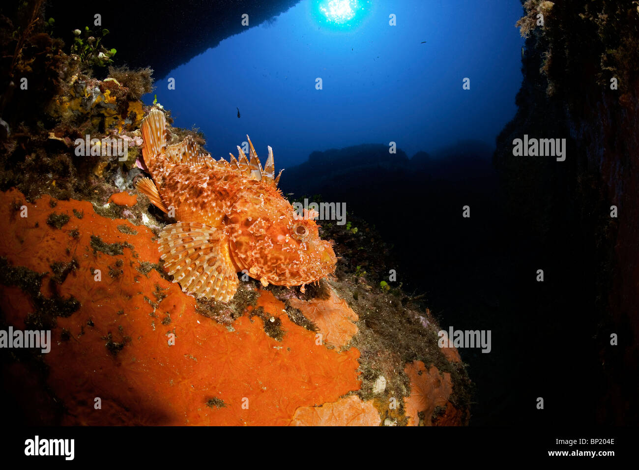 Scorpianfish sitzt auf Felsen, Scorpaena Scrofa, Sardinien, Italien Stockfoto