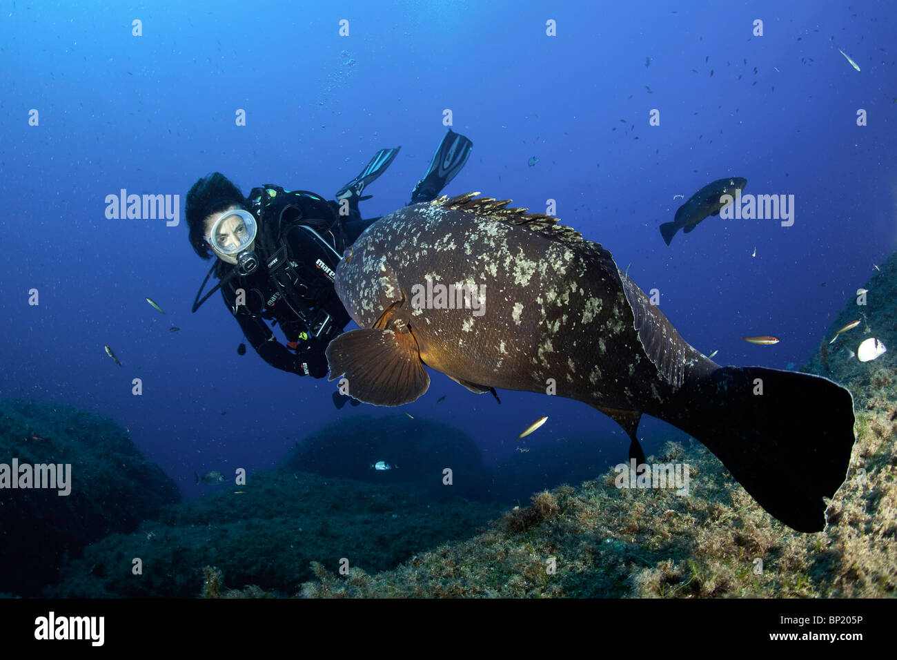 Taucher und Dusky Grouper, Ephinepelus Marginatus, Sardinien, Italien Stockfoto