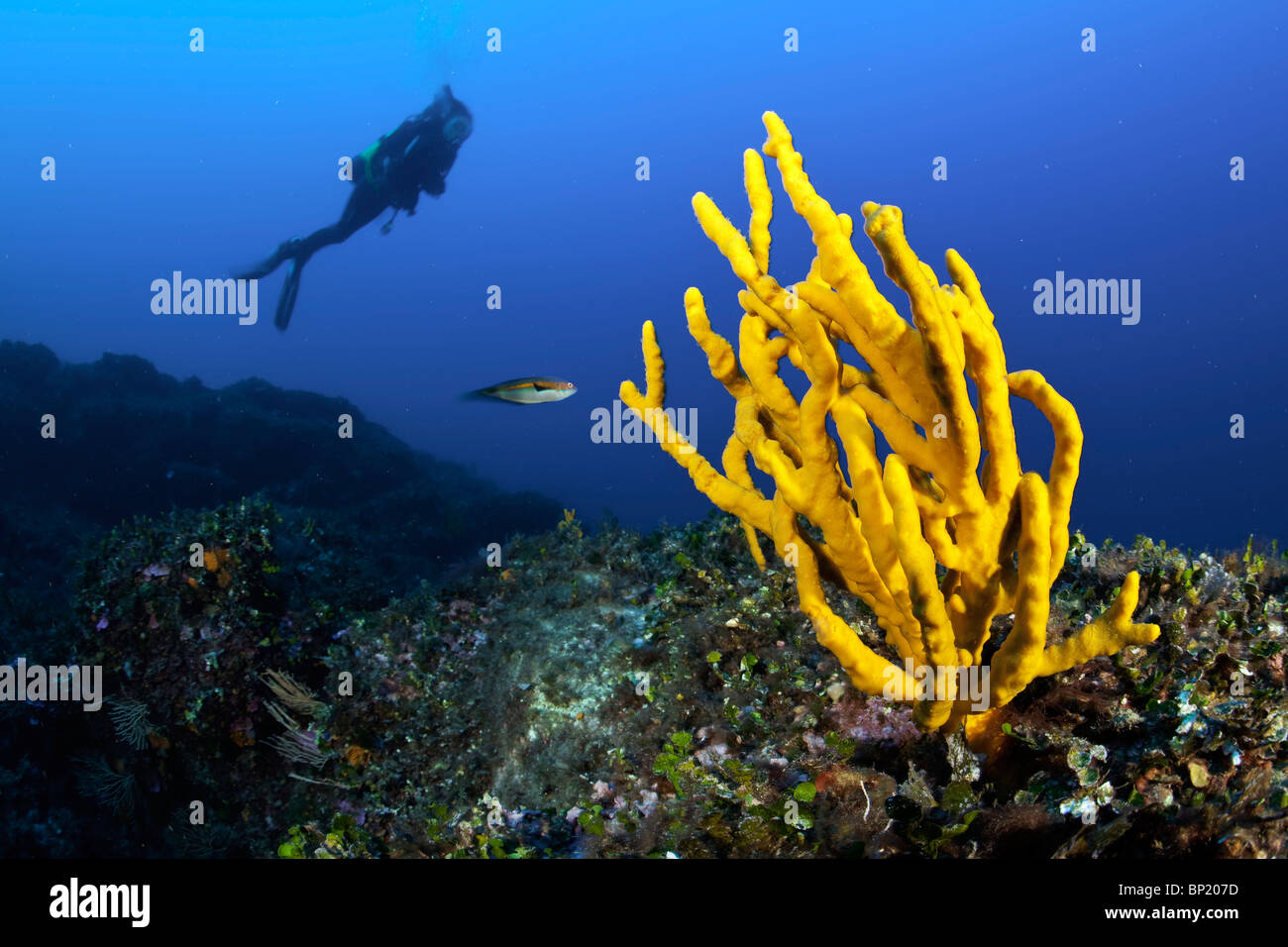 Gelbe Schwamm und Taucher, Axinella verzweigt, Sardinien, Italien Stockfoto