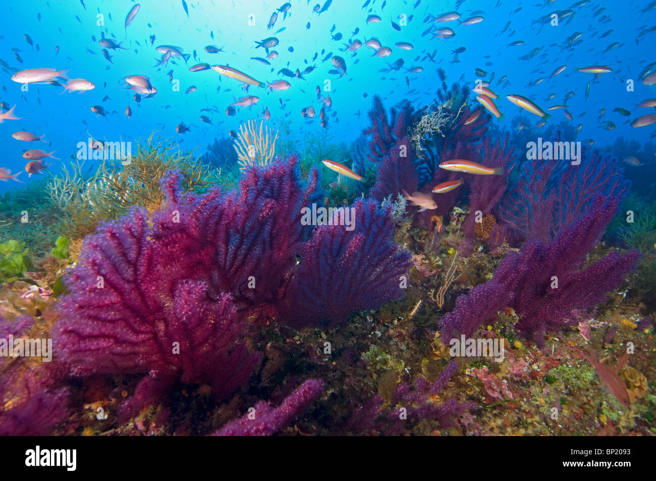 Riff mit Variablen Gorgonien, Paramuricea Clavata, Insel Ustica, Sizilien, Italien Stockfoto