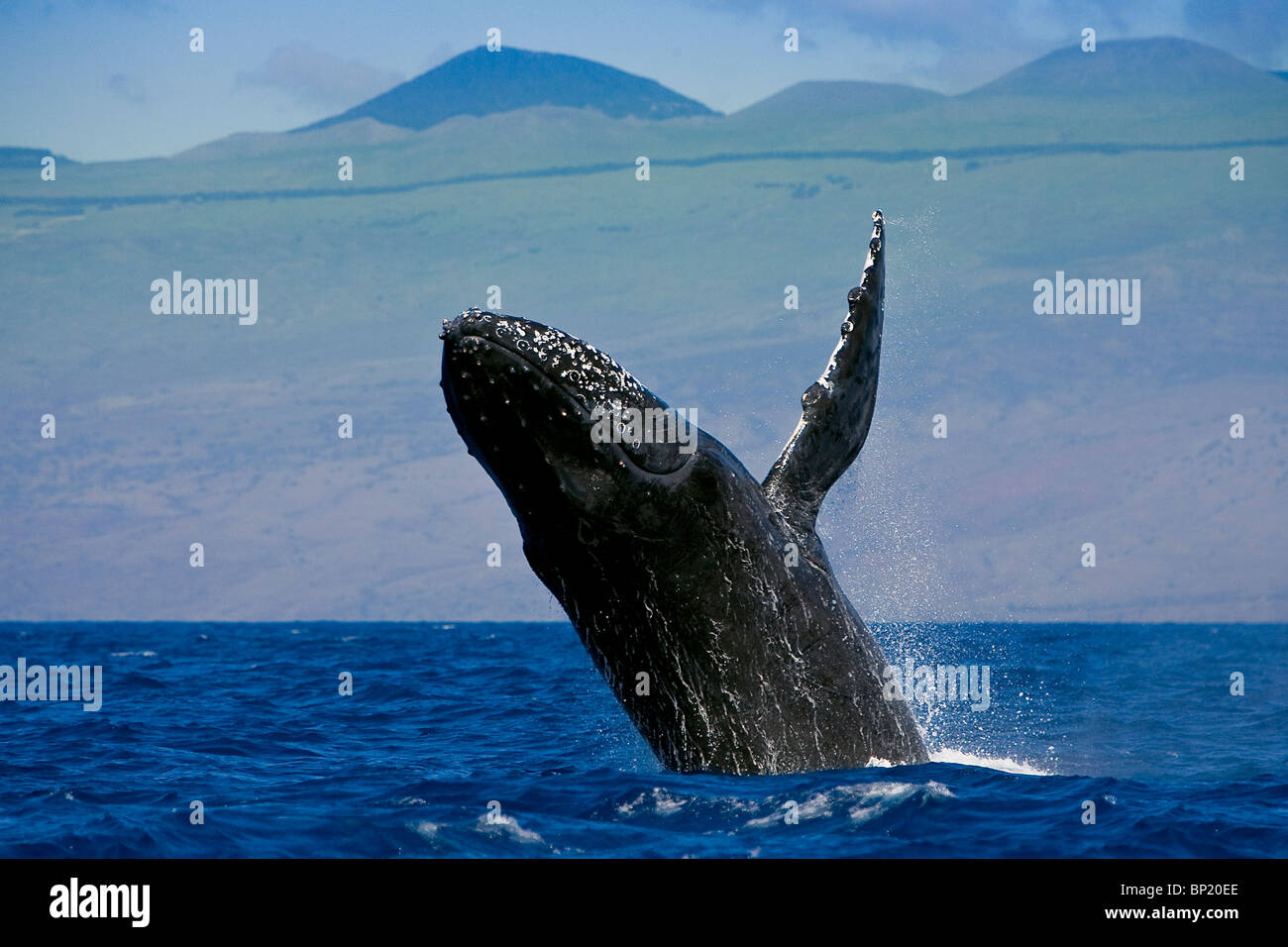 Verletzung der Buckelwal, Impressionen Novaeangliae, Kona Coast, Big Island, Hawaii, USA Stockfoto