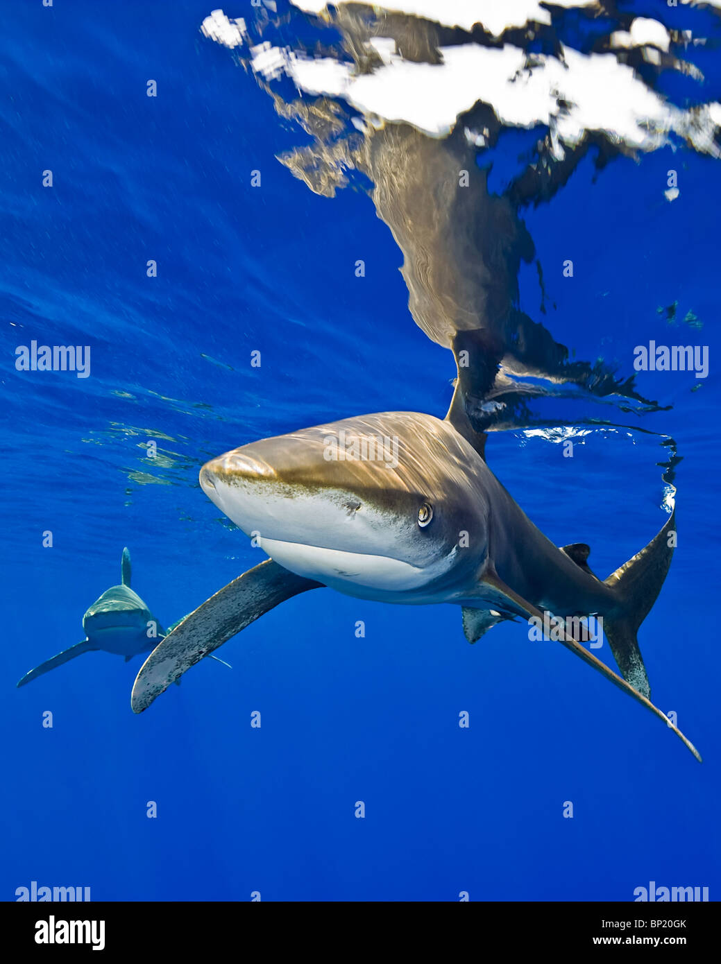 Ozeanische Weißspitzen Hai, Carcharhinus Longimanus, Kona Coast, Big Island, Hawaii, USA Stockfoto