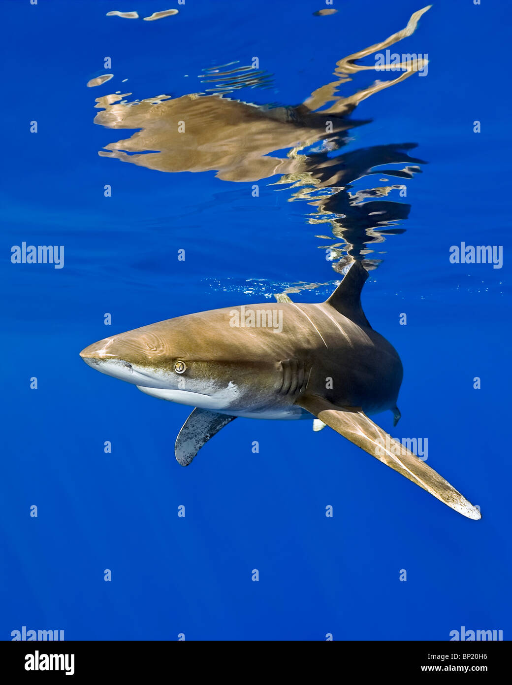 Ozeanische Weißspitzen Hai, Carcharhinus Longimanus, Kona Coast, Big Island, Hawaii, USA Stockfoto