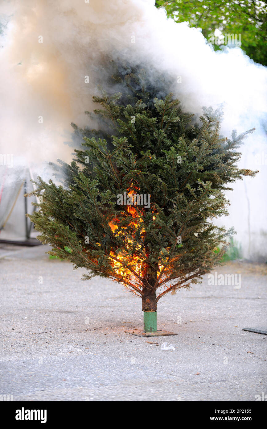 Brennenden Weihnachtsbaum Sequenz. Vom Anfang bis zum Ende. Stockfoto