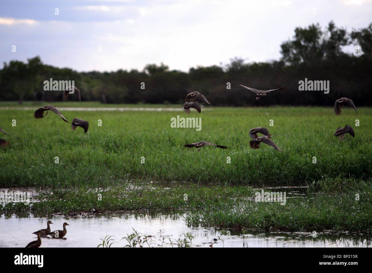 Kakadu National Park, NT, Australien Stockfoto