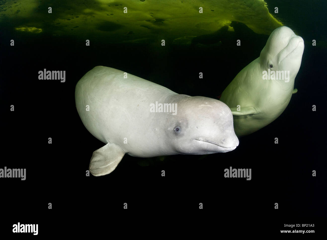 Paar von Beluga-Wale, Delphinapterus Leucas, weißes Meer, Karelien, Russland Stockfoto