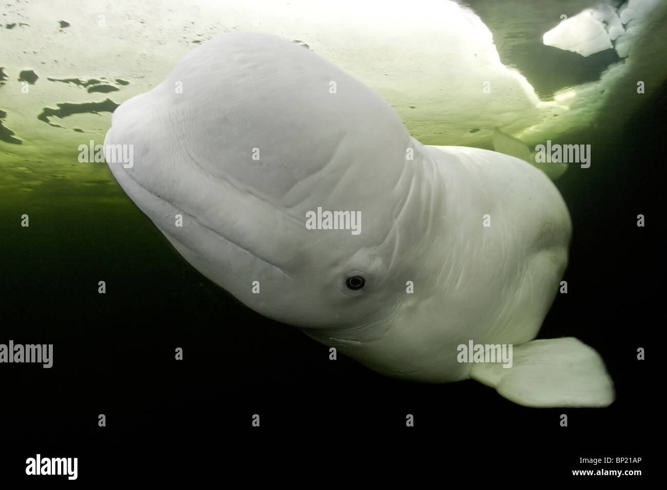 Beluga-Wal unter Eis, Delphinapterus Leucas, weißes Meer, Karelien, Russland Stockfoto