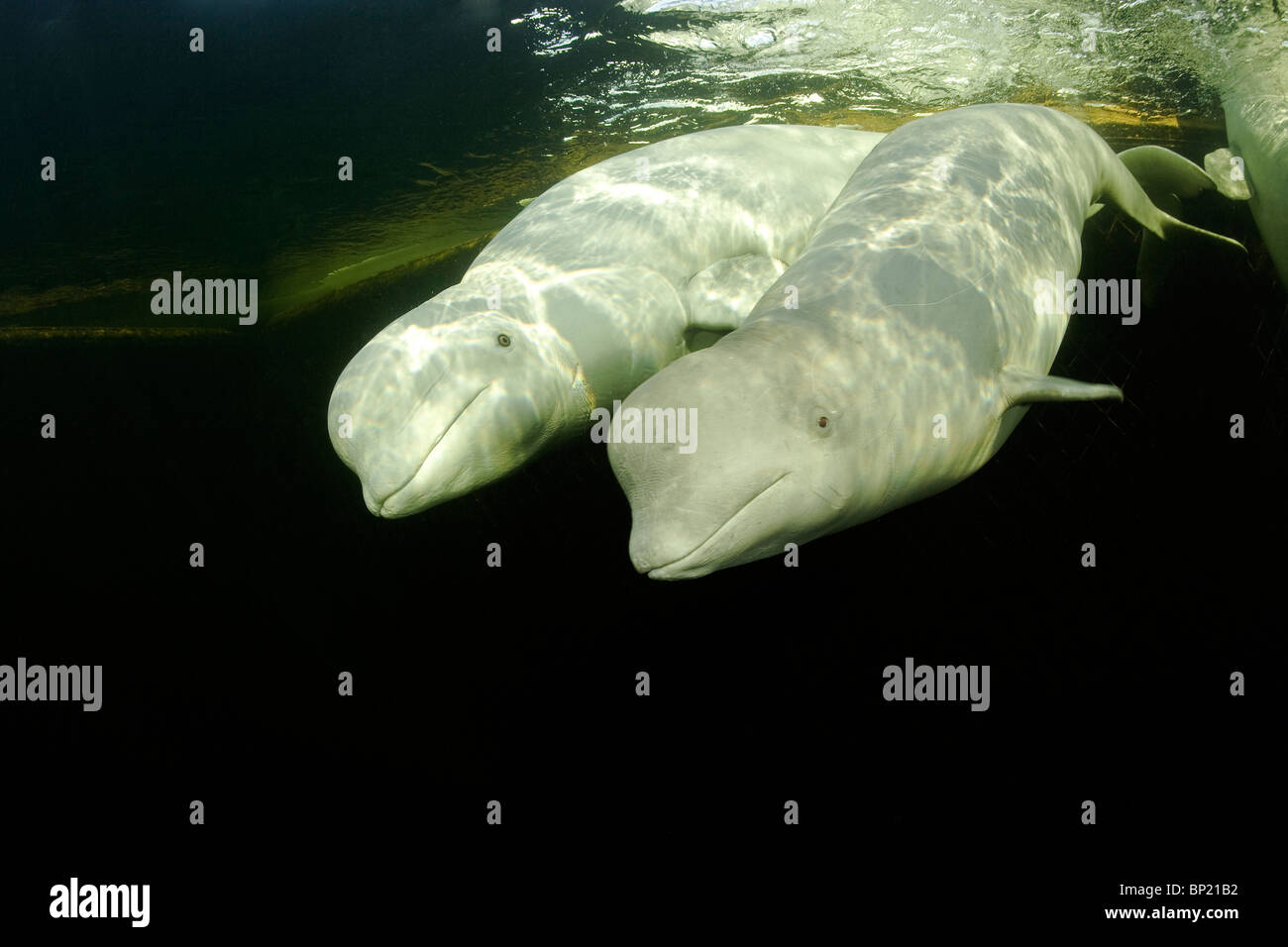 Paar von Beluga-Wale, Delphinapterus Leucas, weißes Meer, Karelien, Russland Stockfoto