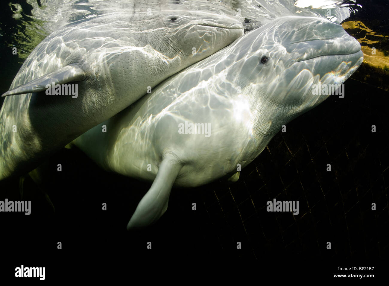 Paar von Beluga-Wale, Delphinapterus Leucas, weißes Meer, Karelien, Russland Stockfoto
