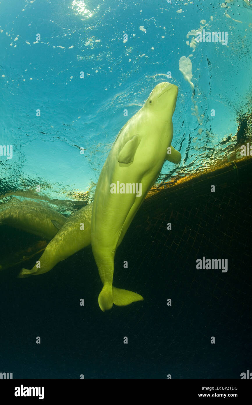 Beluga-Wal, Delphinapterus Leucas, weißes Meer, Karelien, Russland Stockfoto