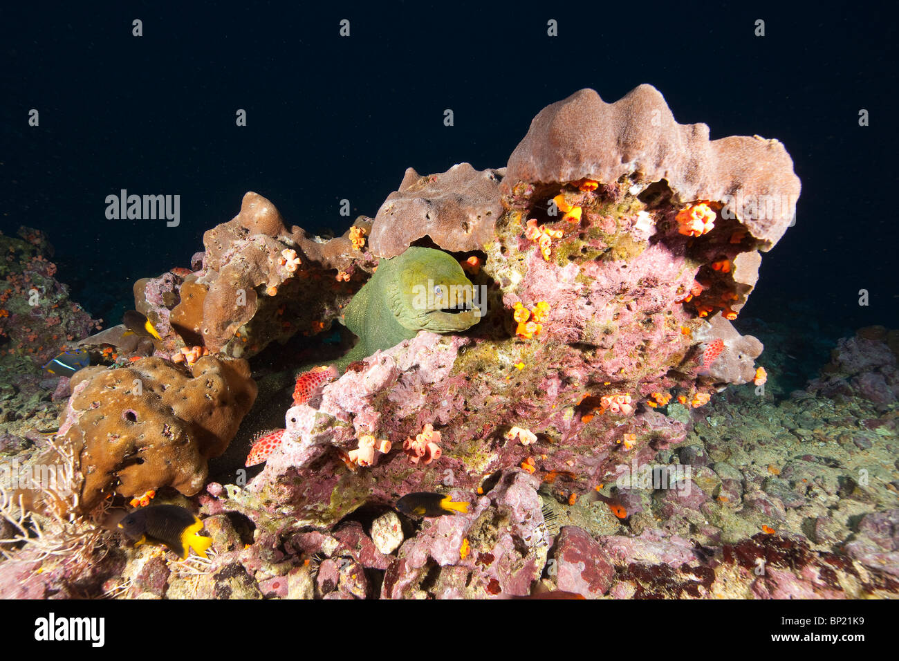 Gut entdeckt Moray, Gymnothorax Dovii, Malpelo, Ost Pazifik, Kolumbien Stockfoto