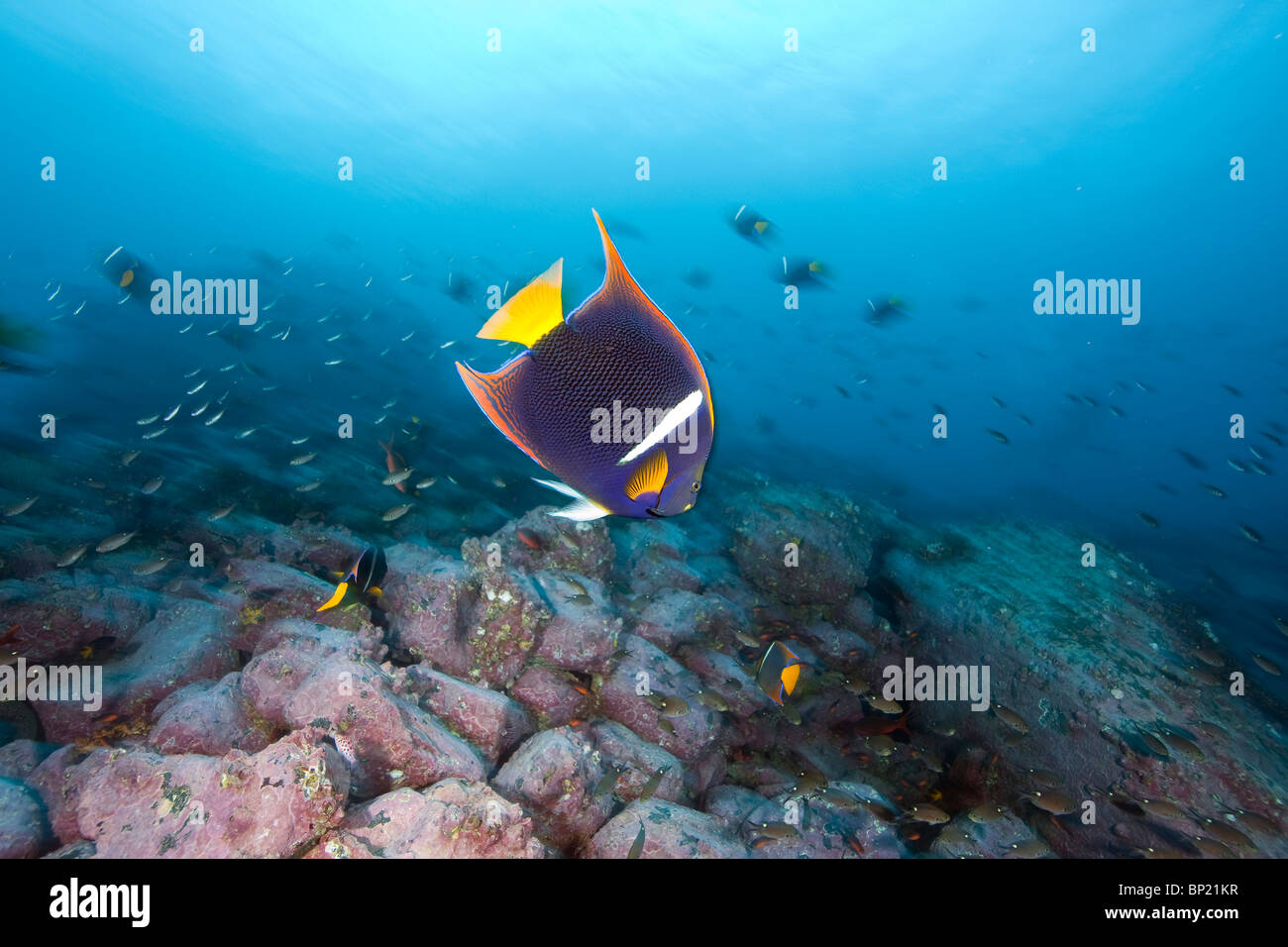 König Angelfish, Holacanthus Passer, Malpelo, Ost Pazifik, Kolumbien Stockfoto