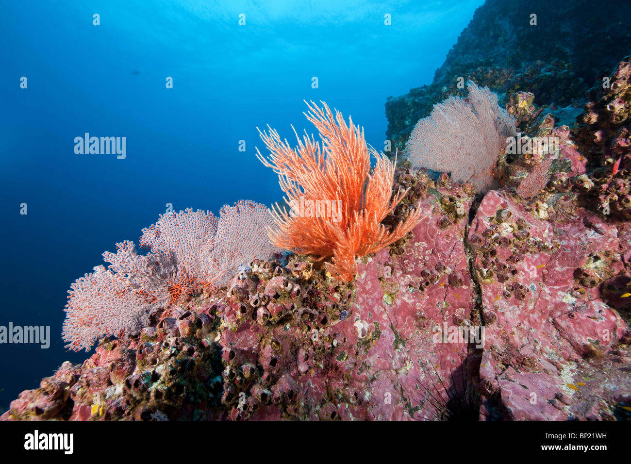 Korallen wachsen am Riff, Malpelo, Ost Pazifik, Kolumbien Stockfoto