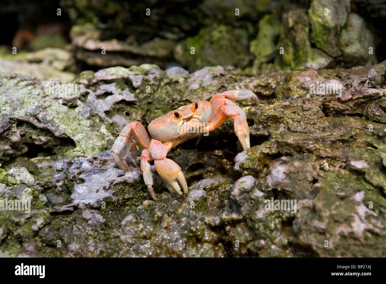 Landkrabben, Gecarcinus Mapilensis, Malpelo, Ost Pazifik, Kolumbien Stockfoto