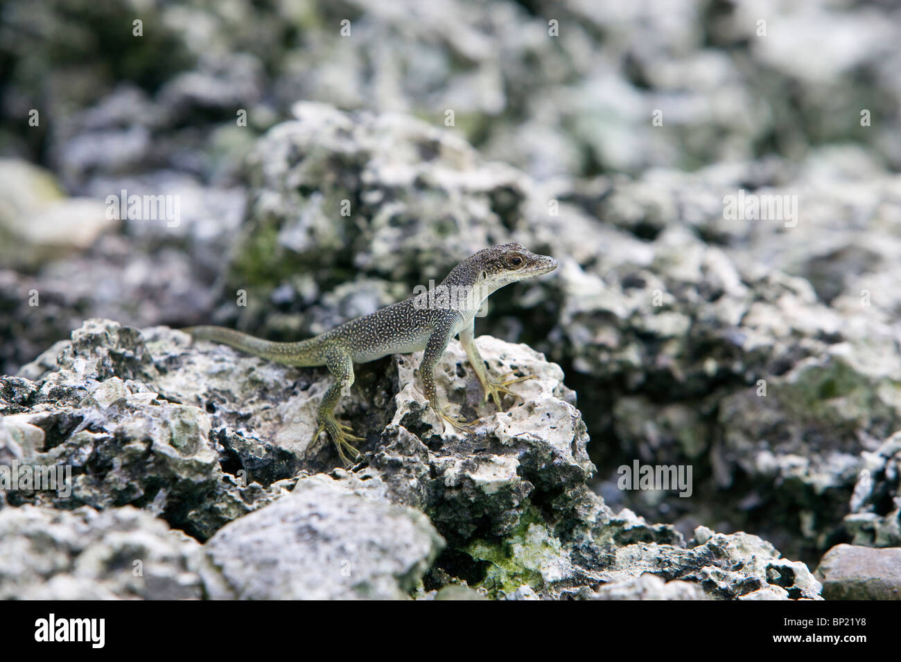 Malpelo endemische weibliche Anolis Eidechsen, Anolis Agassizi, Malpelo, Ost Pazifik, Kolumbien Stockfoto