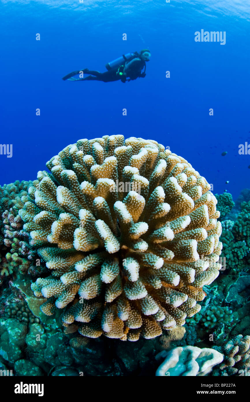 Taucher und Geweih Korallen, Pocillopora Eydouxi, Manihi, Französisch-Polynesien Stockfoto