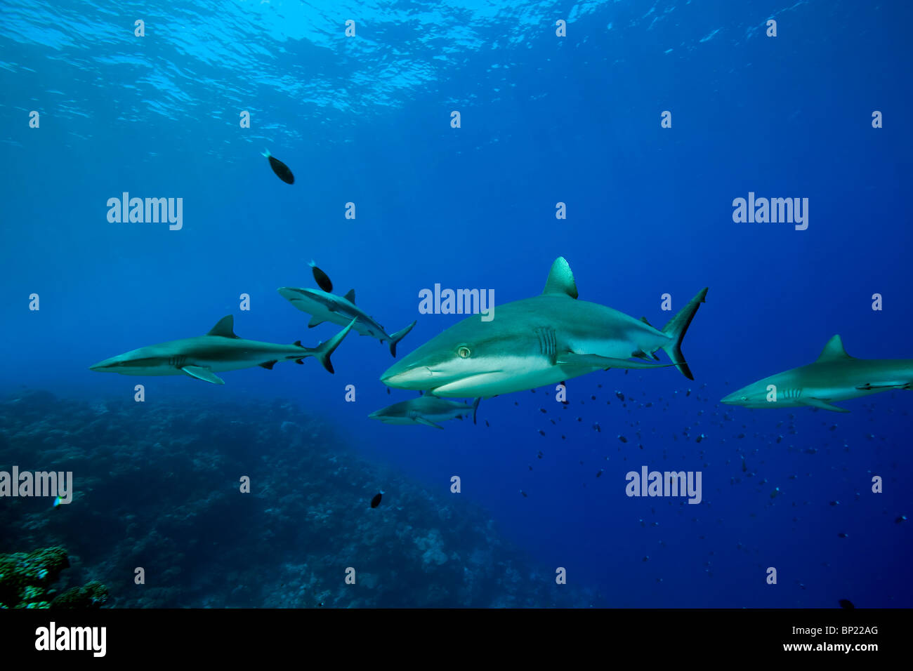 Graue Riffhaie, Carcharhinus Amblyrhynchos, Manihi, Französisch-Polynesien Stockfoto